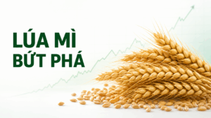 Bản tin nhanh hàng hóa 17/07: Lúa mì bứt phá, ca cao và bạc chịu áp lực