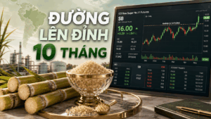 BẢN TIN NHANH HÀNG HÓA 11/08: ĐƯỜNG LÊN ĐỈNH 10 THÁNG, LÚA MÌ TĂNG TRƯỚC RỦI RO BIỂN ĐEN