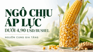 SPS Daily 13/10/2026: Nông sản giảm, dầu cọ và cà phê tăng