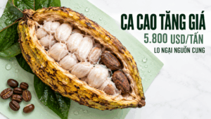 SPS Daily 14/10/2026: Ca cao tăng, nông sản chịu áp lực