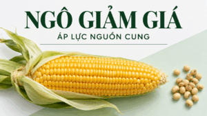 Thị trường hàng hóa 21/10/2026: Ngô giảm phiên thứ sáu, cà phê giữ mức cao